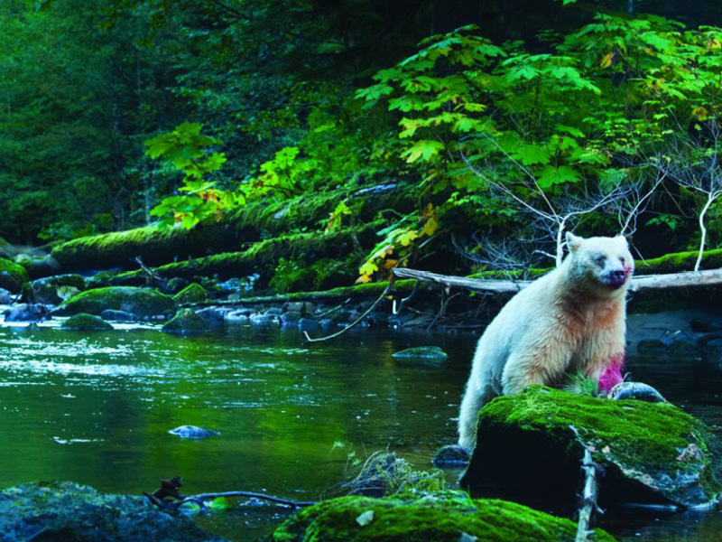 National Geographic Live: Untamed at HEB Performance Hall